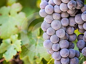 Red grapes in vineyard in Franschhoek, South Africa, close up photo