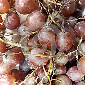 Red grapes Vitis vinifera