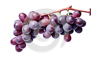 red grapes on a white background with a stem, in the style of dark purple