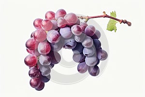 red grapes on a white background with a stem, in the style of dark purple