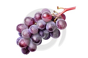 red grapes on a white background with a stem, in the style of dark purple