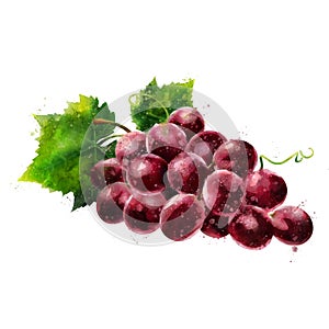 Red grapes on white background. Watercolor illustration