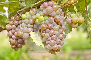 Red Grapes for White Wine