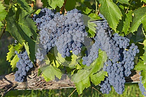 Grapes before the harvest in a vineyard