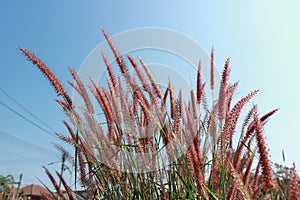 The red grass flowers have sunshine, the space is shining, the sky is beautiful in the summer for the abstract background.