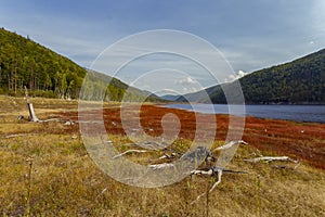 Red grass spread among hemp trees with roots.