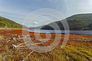 Red grass spread among hemp trees with roots.