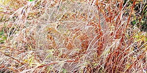 Red grass stalk