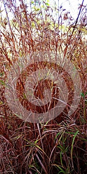 Red grass stalk