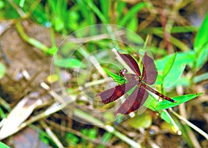 Red Grasshawk, Borneo, Malaysia