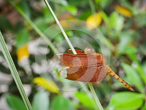 Red Grasshawk dragonfly