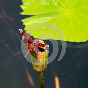 Red Grasshawk Dragonfly in Bali.