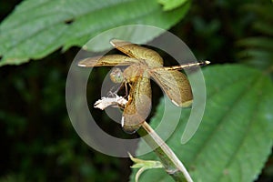 Red Grasshawk dragonfly, Common parasol, female