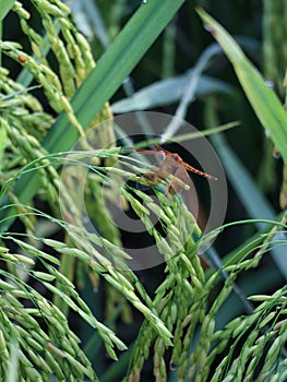 red grasshawk dragonfly on a paddy plant