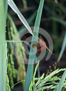 red grasshawk dragonfly on a paddy plant