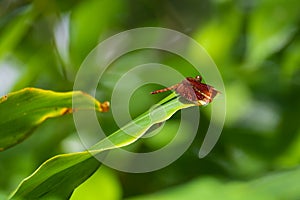 Red grasshawk dragonfly resting on a plant