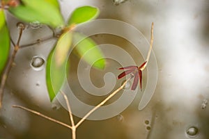 Red Grasshawk Dragonfly sitting on a small branch over a pond