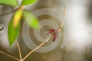 Red Grasshawk Dragonfly sitting on a small branch over a pond