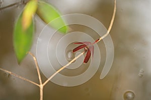 Red Grasshawk Dragonfly sitting on a small branch over a pond