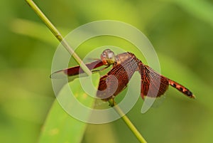 Red Grasshawk - Neurothemis fluctuans