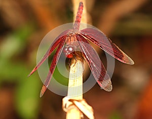 Red Grasshawk on The Plant