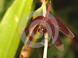 Red Grasshawk under Shade on The Plant