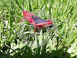 Red grasshopper on grass photo