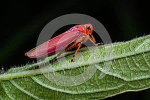 Red grasshopper on green leaf