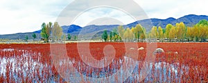 Red grassland panorama photo