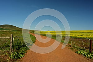 A red gravel farm road splitting wheat and canola fields