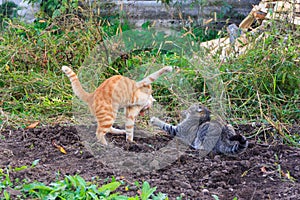 Red and gray cats play, frolic and fight