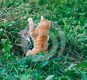 red and gray cats play, frolic and fight in the outdoors.