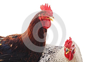 Red and gray cocks.