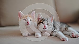 red and gray kitten sleeping on the sofa