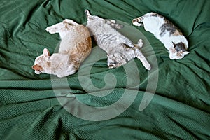 The red, gray and white cats sleep embraced on the bed over a green blanket. Pet. Beautiful funny kittens.