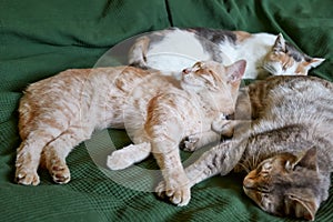 The red, gray and white cats sleep embraced on the bed over a green blanket. Pet. Beautiful funny kittens.