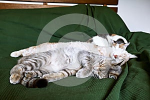 The red, gray and white cats sleep embraced on the bed over a green blanket. Pet. Beautiful funny kittens.