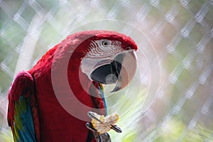 red and greed macaw parrot.