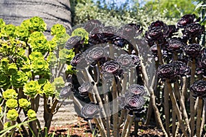 Red and green Aeonium