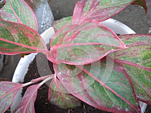 red and green aglonema flowers are widely planted