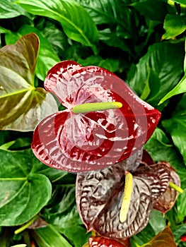 Red and Green Anthurium With Art Effects