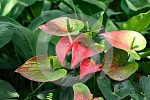 Red green Anthurium flower in ornemental garden