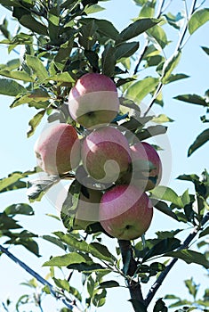 Red with green apple on branch with green leaf