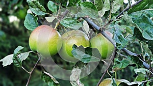 Red green apples growing on apple tree.