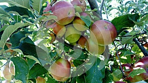 Red-green apples on a tree