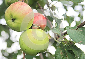 Red-green apples on a tree in rural orchard