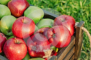 Red and green apples in a wooden box on a sunny day on a green grass background. Fruits, harvest