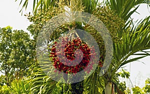 Red and green Areca nut palm, Betel Nuts, Betel palm (Areca catechu) hanging on its tree