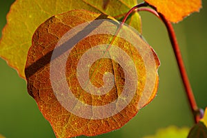 Red and green Aspen leaves