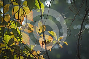 Red and green autumn leaves